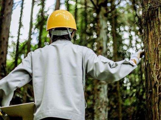 Mann med lys genser og gul hjelm står ved siden av et tre i skogen