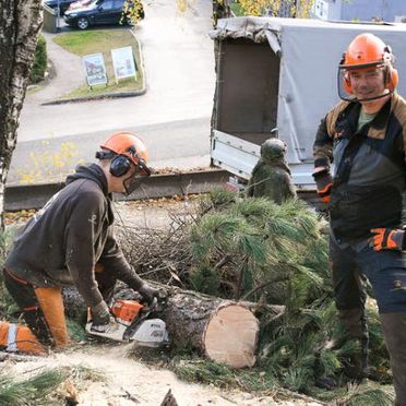 To arbeidere med motorsag deler treet i biter