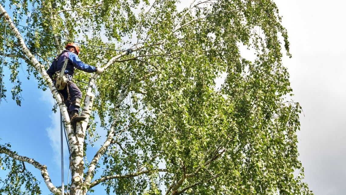 Mann med klatreutstyr og hjelm oppe i et tre med grønne blader på dagtid